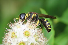 Ectemnius