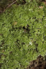 Eucladium verticillatum