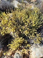 Leucadendron nitidum