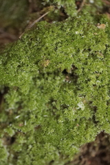 Eucladium verticillatum