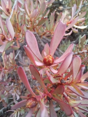 Leucadendron glaberrimum glaberrimum