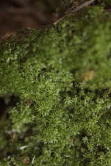 Eucladium verticillatum