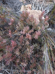 Leucadendron glaberrimum glaberrimum