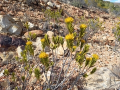 Pteronia fasciculata