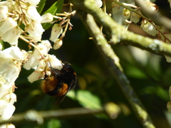 Bombus terrestris audax