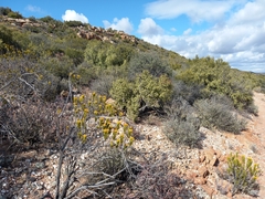 Pteronia fasciculata