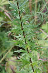 Aconitum baicalense