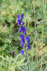 Aconitum baicalense
