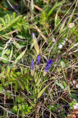 Gentianopsis barbata