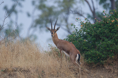 Gazella bennettii