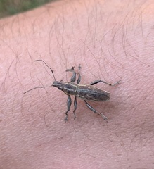 Naupactus xanthographus