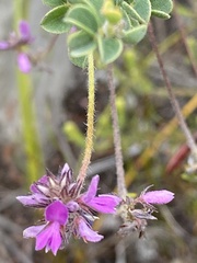 Indigofera alopecuroides