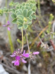 Indigofera alopecuroides
