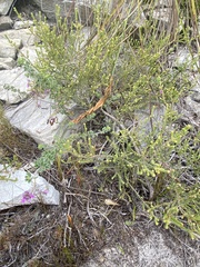 Indigofera alopecuroides