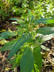 Mercurialis annua