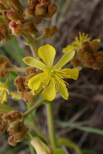 Image of Triumfetta Welwitschii (Triumfetta welwitschii) by no rights reserved