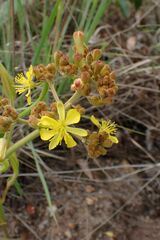 Triumfetta welwitschii