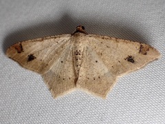 Psamatodes abydata