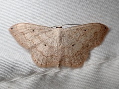 Sterrhinae