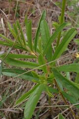 Triumfetta welwitschii