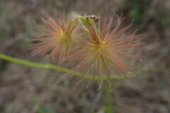 Triumfetta welwitschii