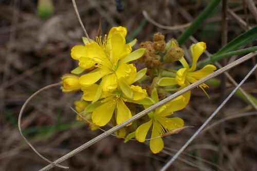 Image of Triumfetta Welwitschii (Triumfetta welwitschii) by no rights reserved