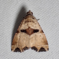 Cobubatha metaspilaris