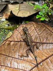 Anolis humilis