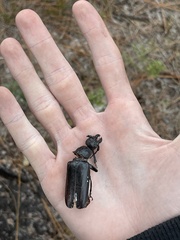 Archodontes melanopus