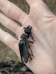 Archodontes melanopus