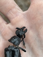 Archodontes melanopus