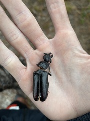 Archodontes melanopus