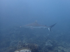 Carcharhinus amblyrhynchos