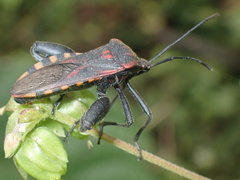Piezogaster rubropictus