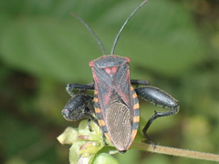 Piezogaster rubropictus