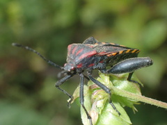 Piezogaster rubropictus