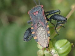 Piezogaster rubropictus