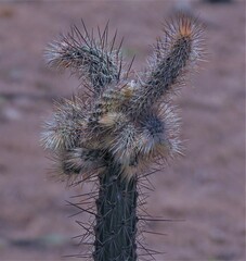 Cleistocactus baumannii
