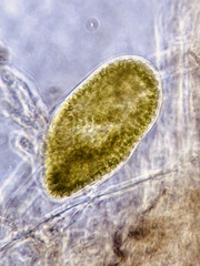 Paramecium bursaria