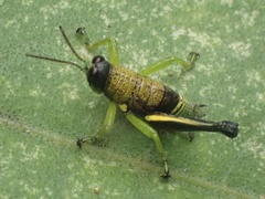 Ommatolampidinae