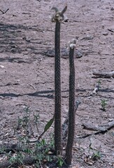 Cleistocactus baumannii
