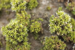 Nyholmiella obtusifolia