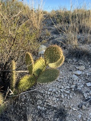 Opuntia strigil