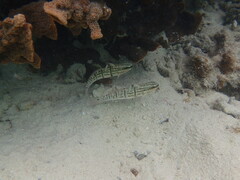Amblygobius phalaena