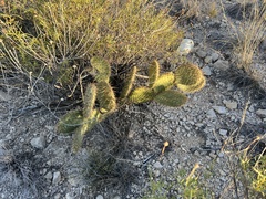 Opuntia strigil