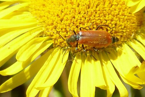 Red Malachite Beetle photo 4