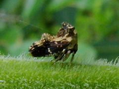 Notocera bituberculata