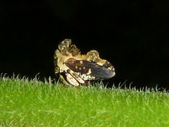 Notocera bituberculata