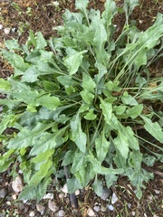 Beta vulgaris
