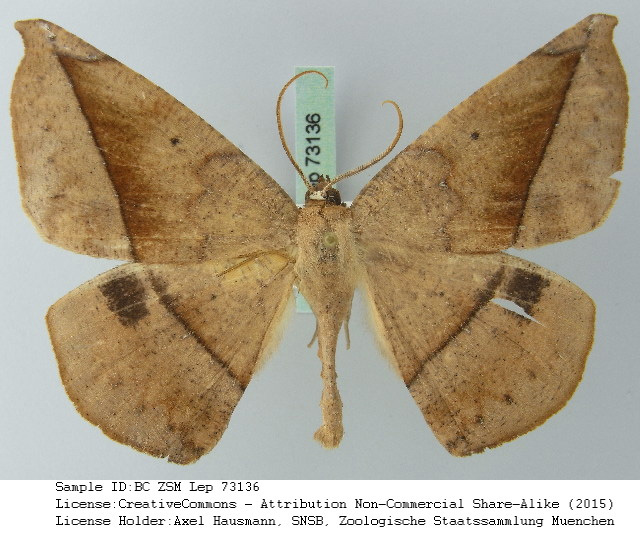 Oxydia brevipecten